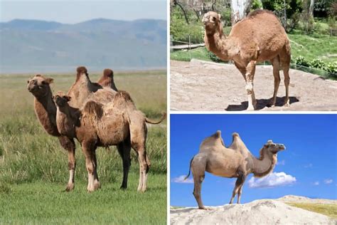 camel camle|7 Types of Camels (With 3 True Camels)